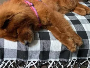 Cachorro raça SRD-ViraLata idade 6 ou mais anos nome Luna