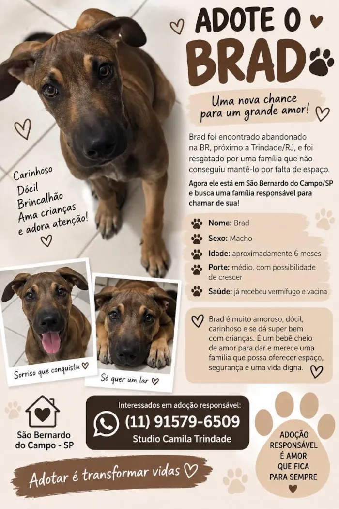 Cachorro raça SRD-ViraLata idade 2 a 6 meses nome Bread