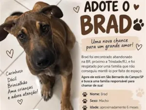 Cachorro raça SRD-ViraLata idade 2 a 6 meses nome Bread