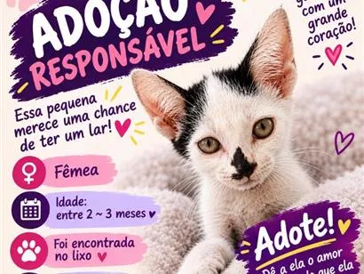 Gato raça SRD-ViraLata idade 2 a 6 meses nome Sem nome