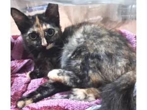 Gato raça SRD-ViraLata idade 2 a 6 meses nome Melinda