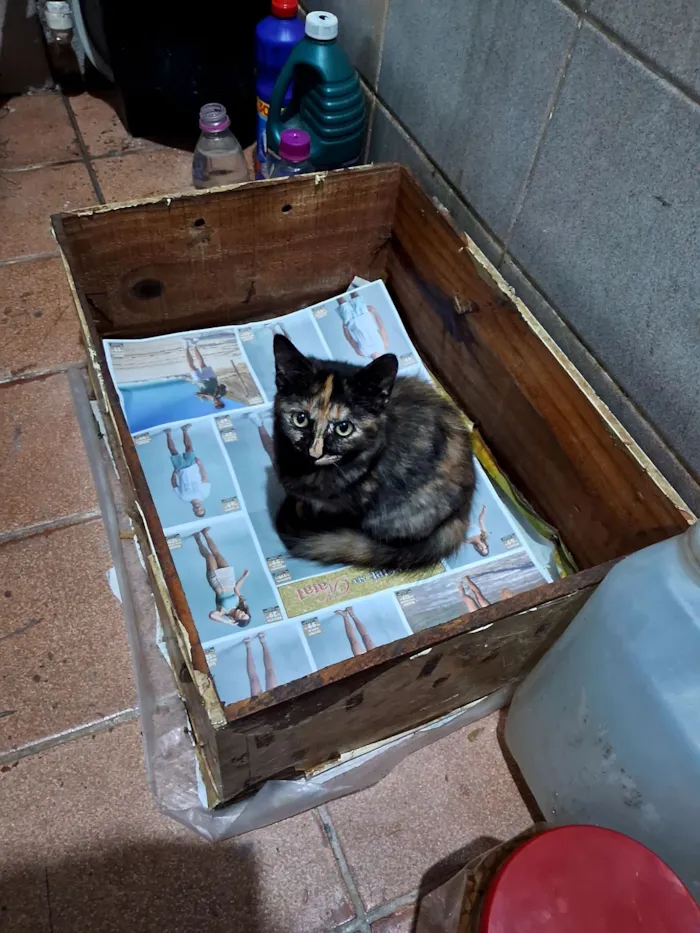 Gato raça SRD-ViraLata idade 2 a 6 meses nome Melinda