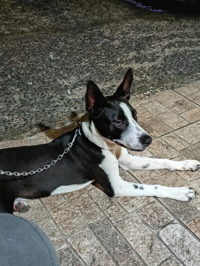 Cachorro raça SRD-ViraLata idade 2 anos nome luke