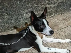 Cachorro raça SRD-ViraLata idade 2 anos nome luke