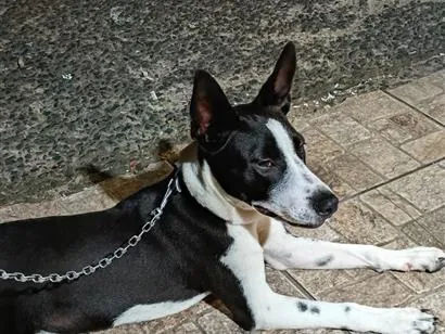 Cachorro raça SRD-ViraLata idade 2 anos nome luke