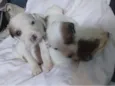 Adote esses cachorrinhos fofinhos 