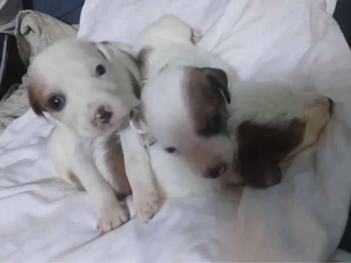 Cachorro raça SRD-ViraLata idade 2 a 6 meses nome Adote esses cachorrinhos fofinhos 