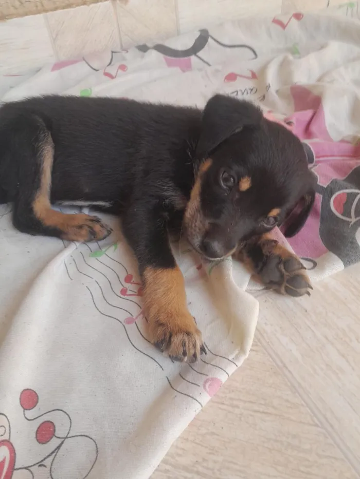 Cachorro raça SRD-ViraLata idade 2 a 6 meses nome Tom 