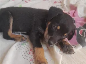 Cachorro raça SRD-ViraLata idade 2 a 6 meses nome Tom 