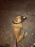 Simba e Nala