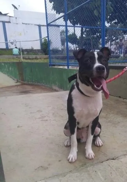 Cachorro raça Pit-Bull idade 6 ou mais anos nome Simba e Nala