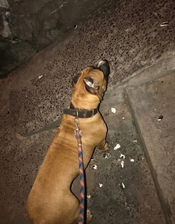 Cachorro raça Pit-Bull idade 6 ou mais anos nome Simba e Nala