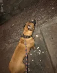Simba e Nala