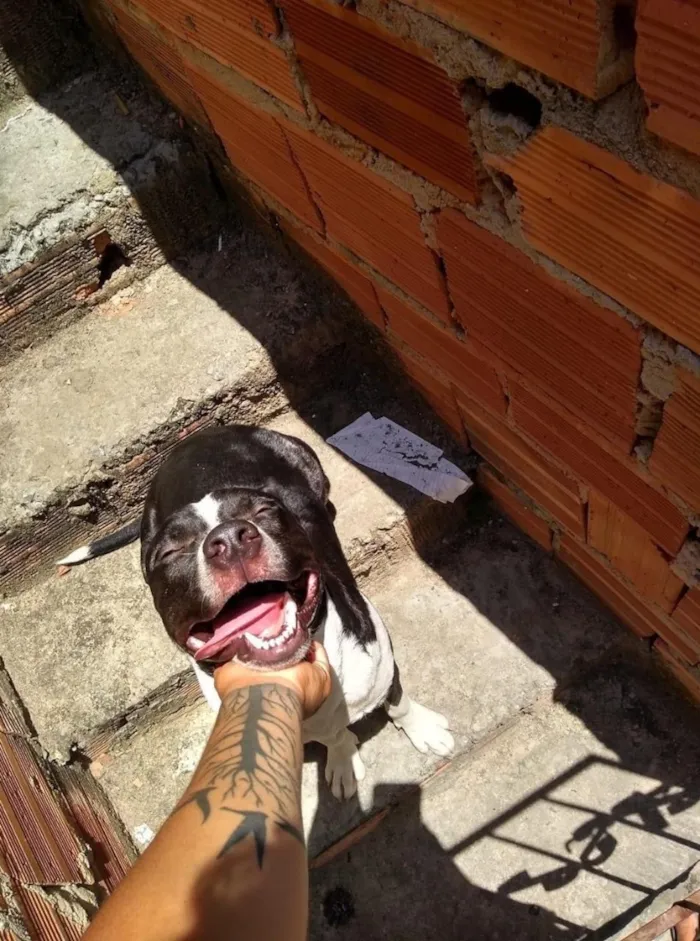 Cachorro raça Pit-Bull idade 6 ou mais anos nome Simba e Nala