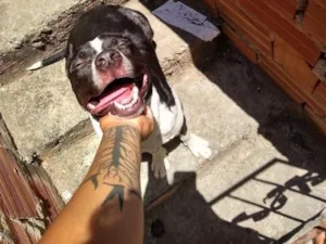 Cachorro raça Pit-Bull idade 6 ou mais anos nome Simba e Nala