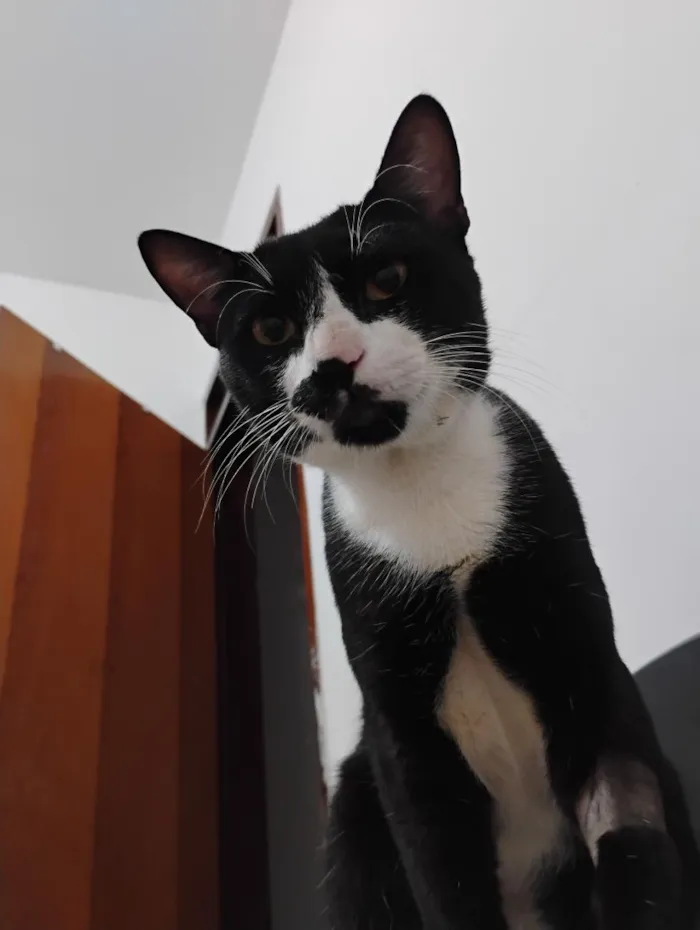 Gato raça SRD-ViraLata idade 1 ano nome Cadu