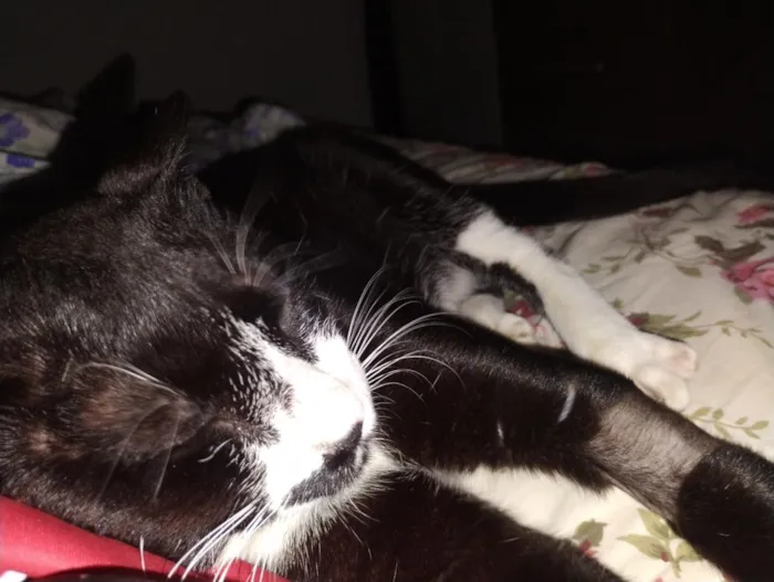 Gato raça SRD-ViraLata idade 1 ano nome Cadu
