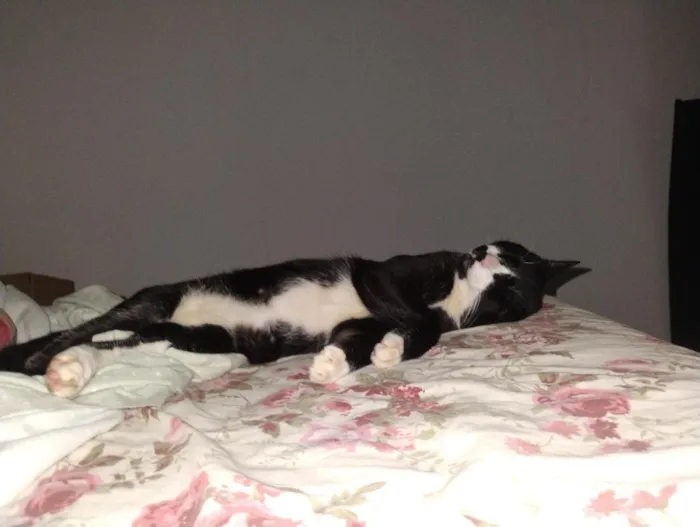 Gato raça SRD-ViraLata idade 1 ano nome Cadu