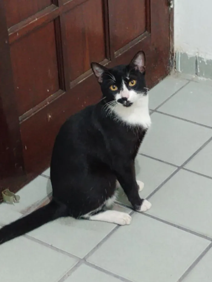 Gato raça SRD-ViraLata idade 1 ano nome Cadu
