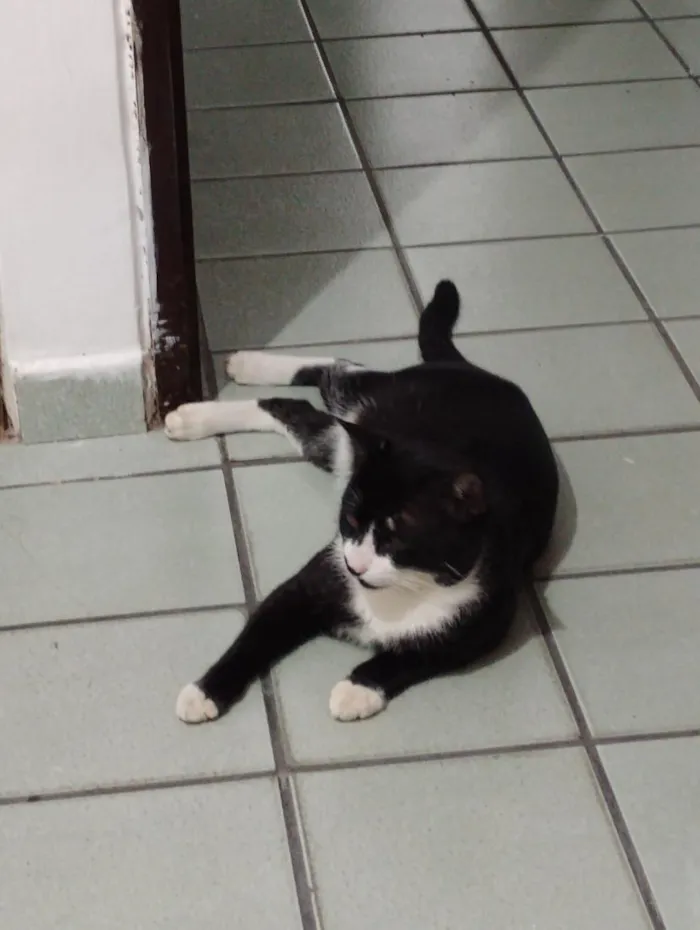 Gato raça SRD-ViraLata idade 1 ano nome Cadu