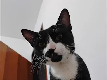 Gato raça SRD-ViraLata idade 1 ano nome Cadu
