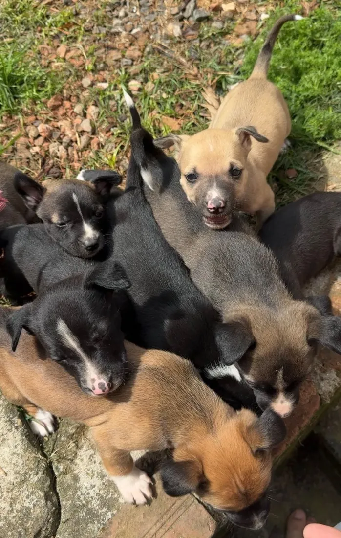 Cachorro raça Pit-Bull idade Abaixo de 2 meses nome Sem nomes 