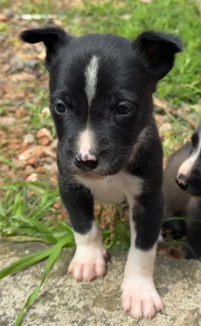Cachorro raça Pit-Bull idade Abaixo de 2 meses nome Sem nomes 