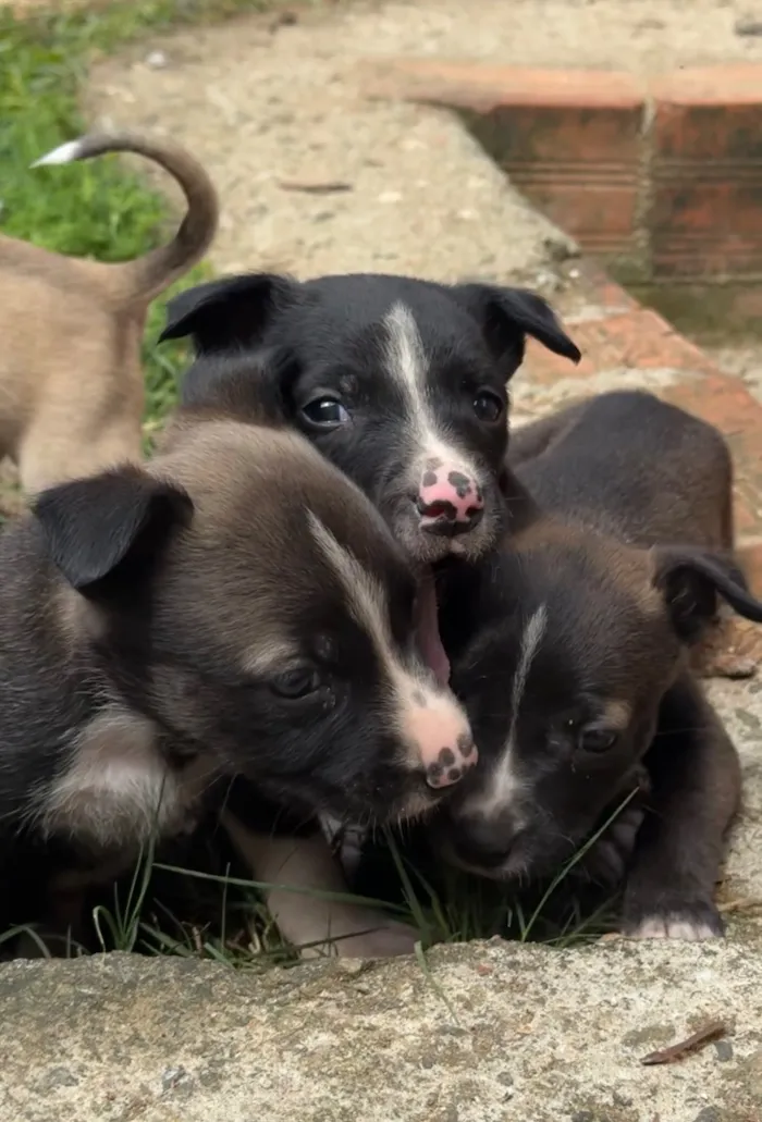 Cachorro raça Pit-Bull idade Abaixo de 2 meses nome Sem nomes 