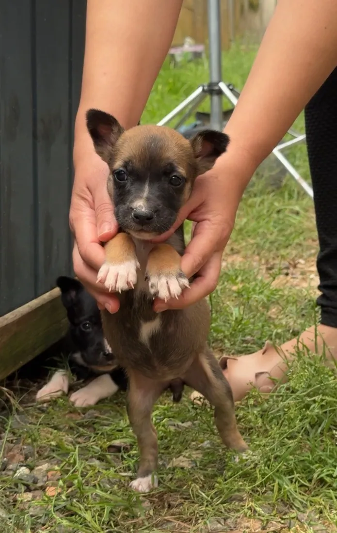 Cachorro raça Pit-Bull idade Abaixo de 2 meses nome Sem nomes 