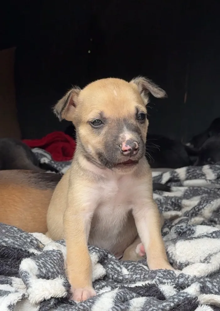 Cachorro raça Pit-Bull idade Abaixo de 2 meses nome Sem nomes 
