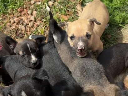 Cachorro raça Pit-Bull idade Abaixo de 2 meses nome Sem nomes 