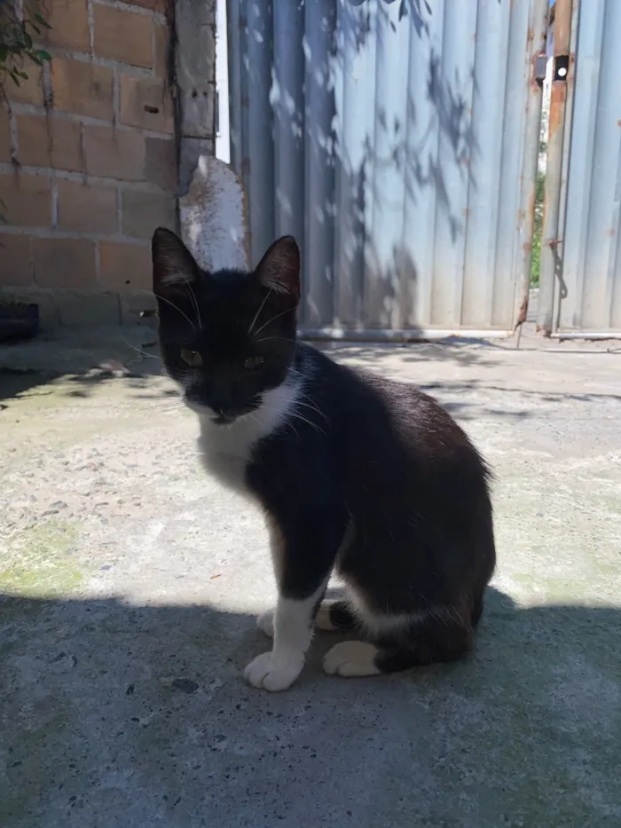 Gato raça SRD-ViraLata idade 2 a 6 meses nome Nami