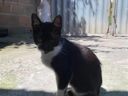 Gato raça SRD-ViraLata idade 2 a 6 meses nome Nami