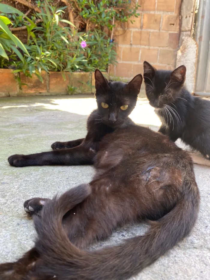 Gato raça SRD-ViraLata idade 1 ano nome Karma