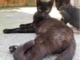 Karma