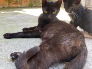 Gato raça SRD-ViraLata idade 1 ano nome Karma