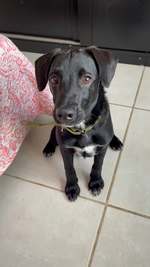 Cachorro raça SRD-ViraLata idade 7 a 11 meses nome Bebê