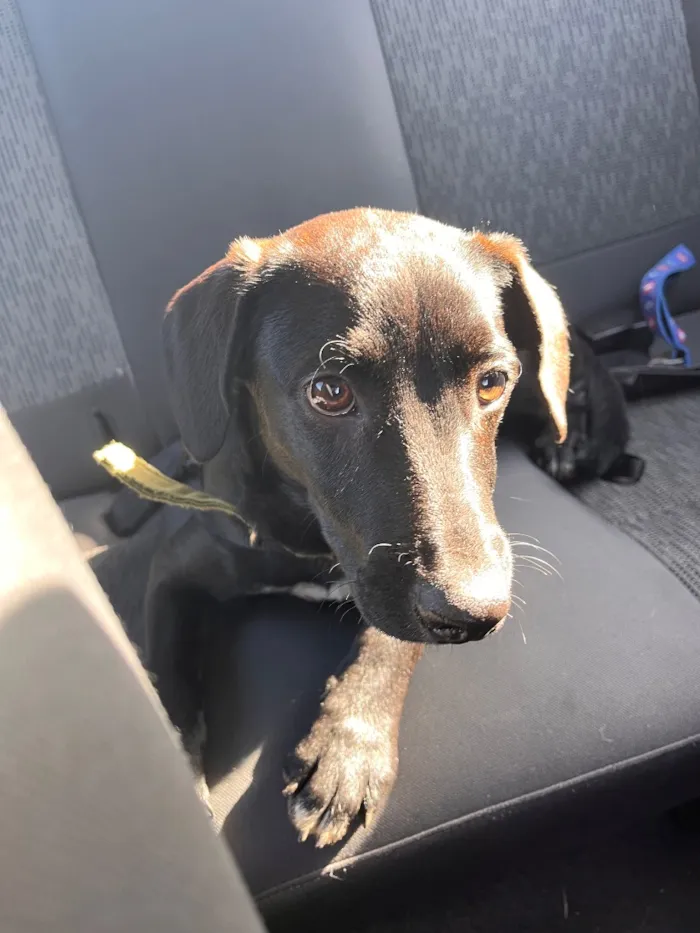 Cachorro raça SRD-ViraLata idade 7 a 11 meses nome Bebê