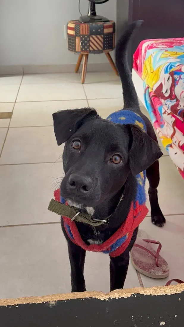 Cachorro raça SRD-ViraLata idade 7 a 11 meses nome Bebê