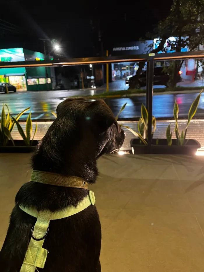 Cachorro raça SRD-ViraLata idade 7 a 11 meses nome Bebê