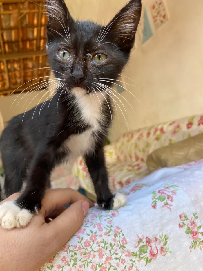 Gato raça SRD-ViraLata idade 2 a 6 meses nome Odisseu 