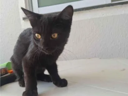Gato raça SRD-ViraLata idade 2 a 6 meses nome Sem nome