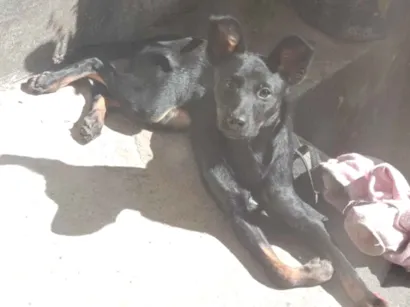 Cachorro raça SRD-ViraLata idade 7 a 11 meses nome amora 