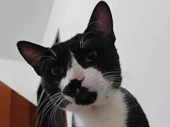 Gato raça SRD-ViraLata idade 1 ano nome Cadu