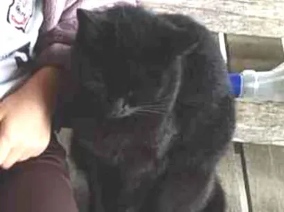 Gato raça SRD-ViraLata idade 2 anos nome sem nome