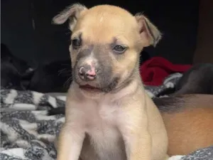 Cachorro raça Pit-Bull idade Abaixo de 2 meses nome Sem nomes 