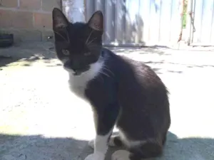 Gato raça SRD-ViraLata idade 2 a 6 meses nome Nami