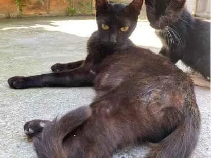 Gato raça SRD-ViraLata idade 1 ano nome Karma