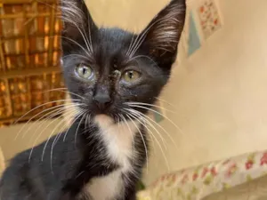 Gato raça SRD-ViraLata idade 2 a 6 meses nome Odisseu 