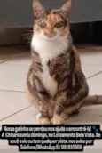 Chitara